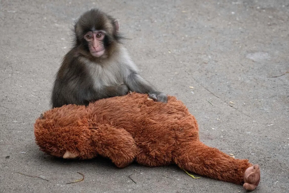 Punch, who was abandoned by his mother shortly after birth, sits with a stuffed orangutan toy at Ichikawa City Zoo and Botanical Gardens.