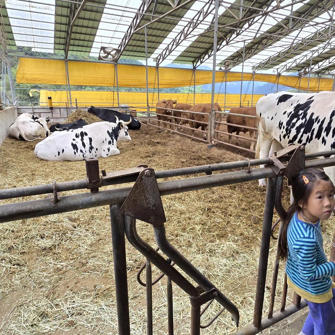 wtevgan - The rescued Flower Cows are of the Holstein breed which are being temporarily housed next to livestock. 

ST PHOTO: WENDY TEO