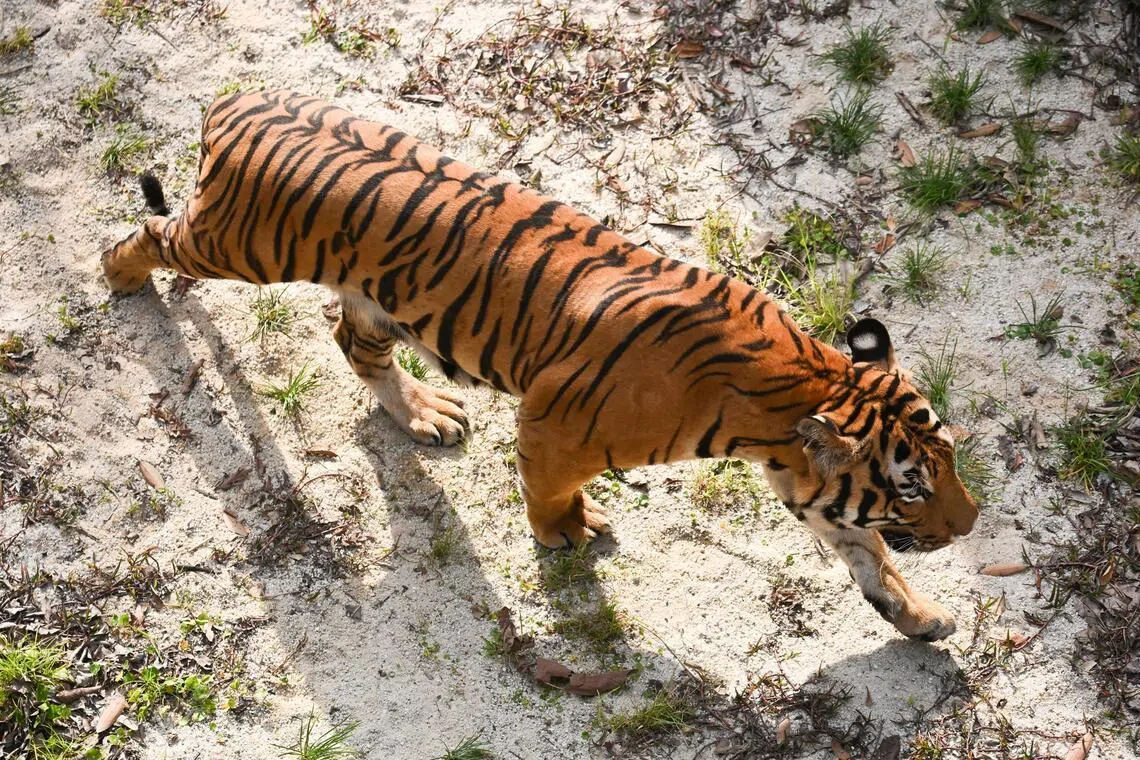 Virus kills over 70 tigers at north Thailand park
