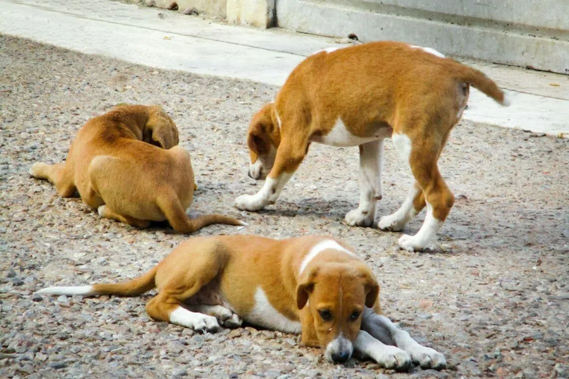 The rabies situation in Thailand shows that rabid animals can still be found nationwide.