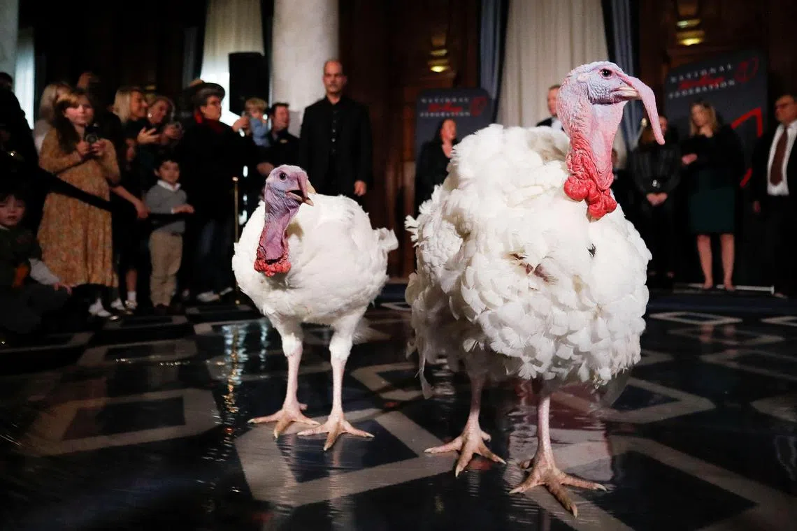 Blossom and Peach, two Minnesota turkeys, were introduced during a press conference by the National Turkey Federation (NTF) on Nov 24, 2024, a day ahead of the Thanksgiving holiday pardoning by U.S. President Joe Biden in Washington, D.C.
