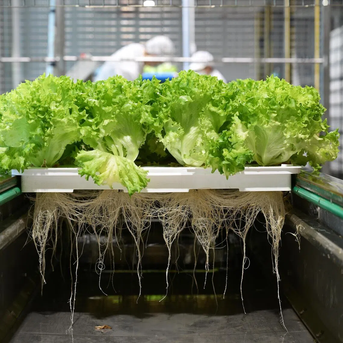  Farms in Singapore will be given the flexibility to grow other kinds of food to meet their annual production targets from Sept 1.