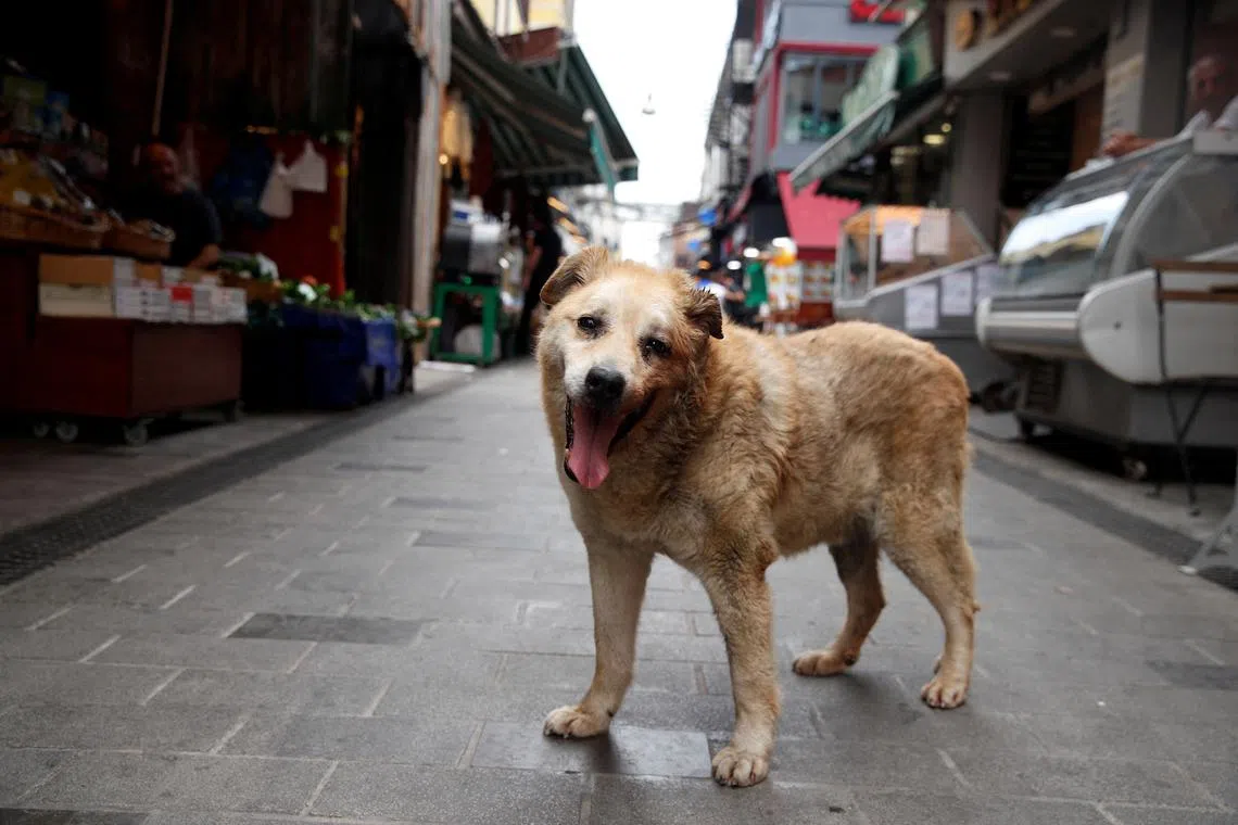 FILE PHOTO: Garip, a stray dog, who has been taken care by the shopkeepers at a local market, is pictured in Istanbul, Turkey, July 23, 2024. REUTERS/Dilara Senkaya/File Photo