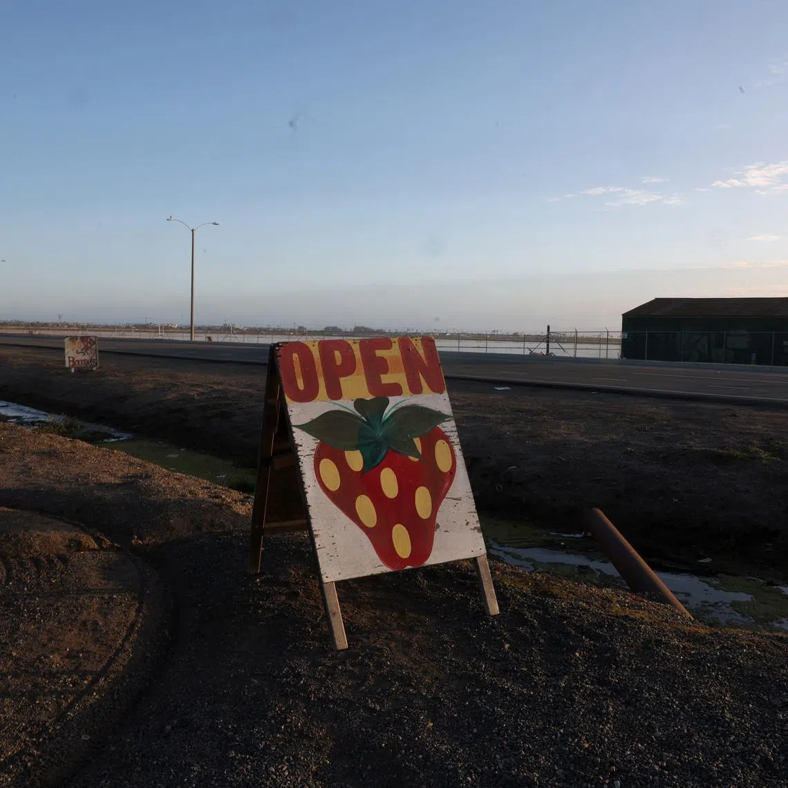 FILE PHOTO: A sign advertising strawberries stands on a roadside, near fields in Oxnard, California, U.S., June 15, 2025. REUTERS/Pilar Olivares/File Photo