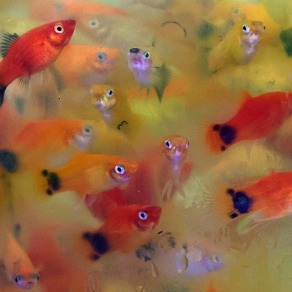 (SUGGESTED MAIN PIC 1) 1. Platy fish of different colour variations peering out from within a bag at Sunrise Aquarium on April 2, 2025. A popular ornamental fish along with other species like the molly, gourami, swordtail and barb, platys are livebearers that retain their eggs inside the body and give birth to live, free-swimming young.