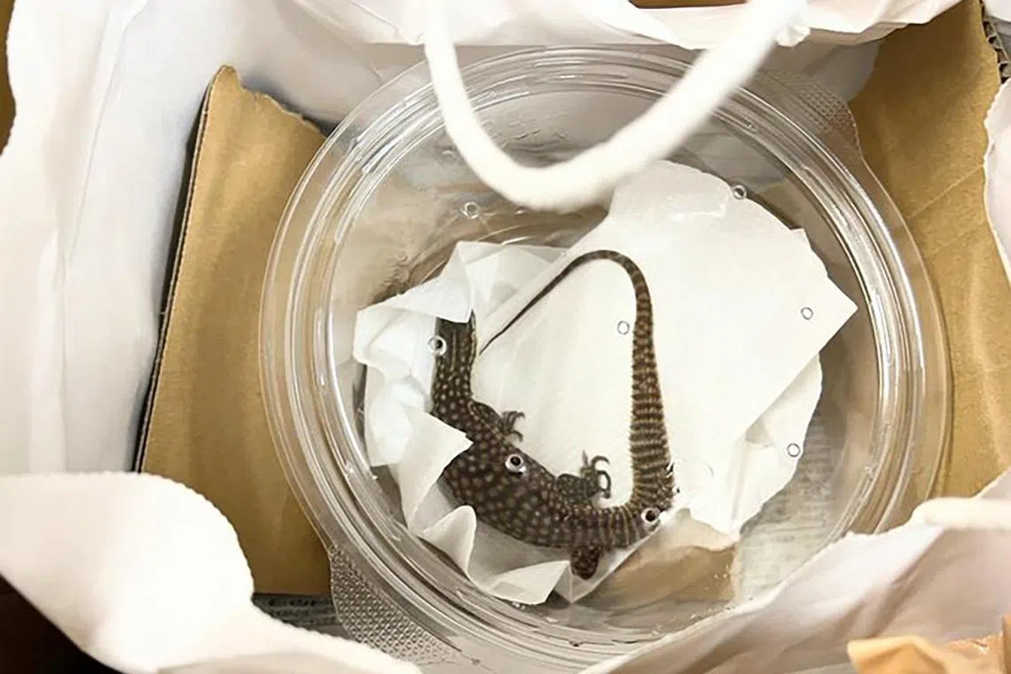 The lizard was found to be a very weak and vulnerable state. 