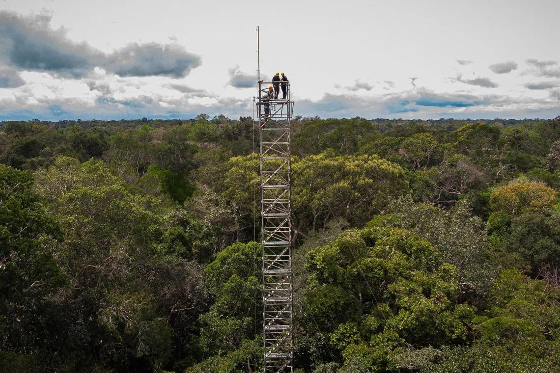 The AmazonFACE project will make it possible to predict the capacity of the forest to absorb carbon dioxide (CO2) as the gas increases in the atmosphere. 