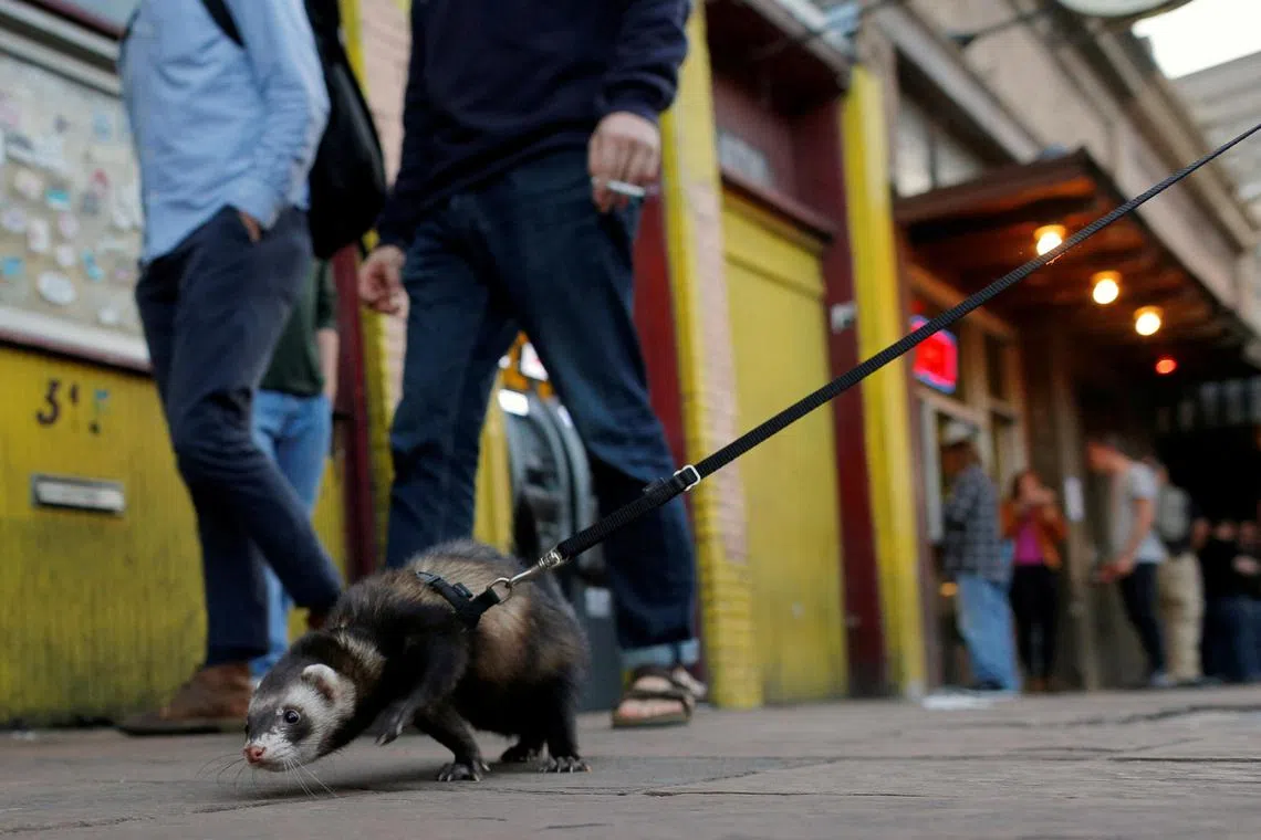 FILE PHOTO: A man walks his ferret along 6th Street during the South by Southwest Music Film Interactive Festival 2017 in Austin, Texas, U.S., March 13, 2017. REUTERS/Brian Snyder/File Photo