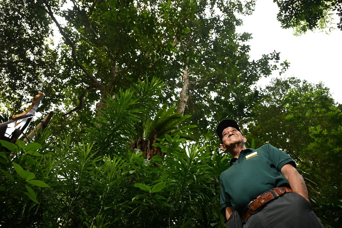 Mandai Wildlife Group assistant manager for horticulture Said Mohamed spent 44 years working with plants and has both their native and biological names at his green fingertips.