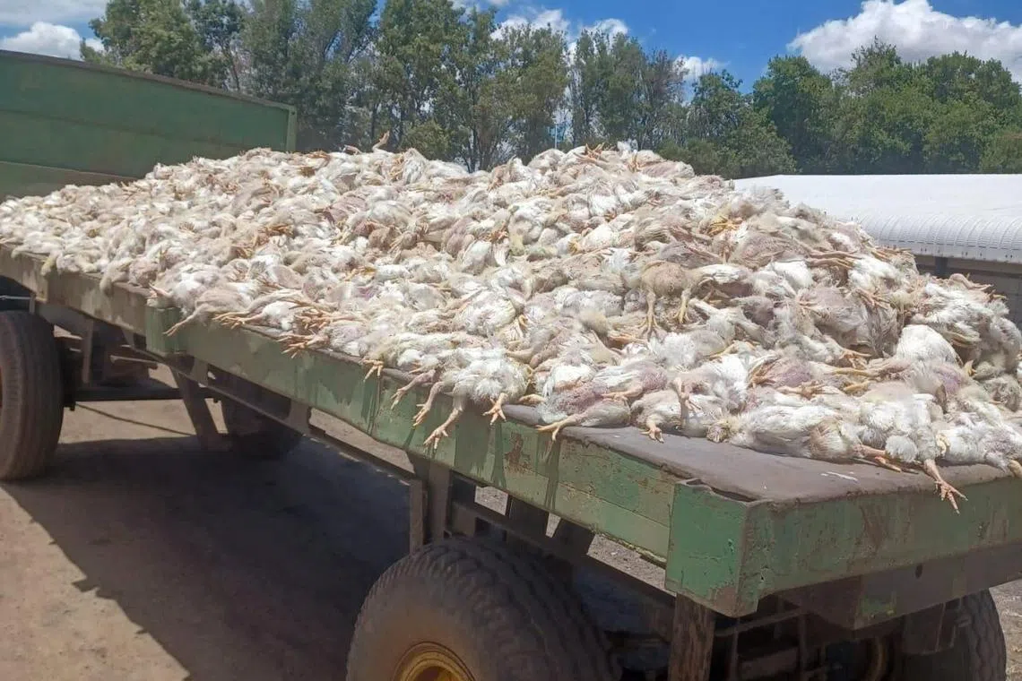 Dead broiler chickens are seen on a trailer after it was alleged that they died during frequent power outages from South African utility Eskom.