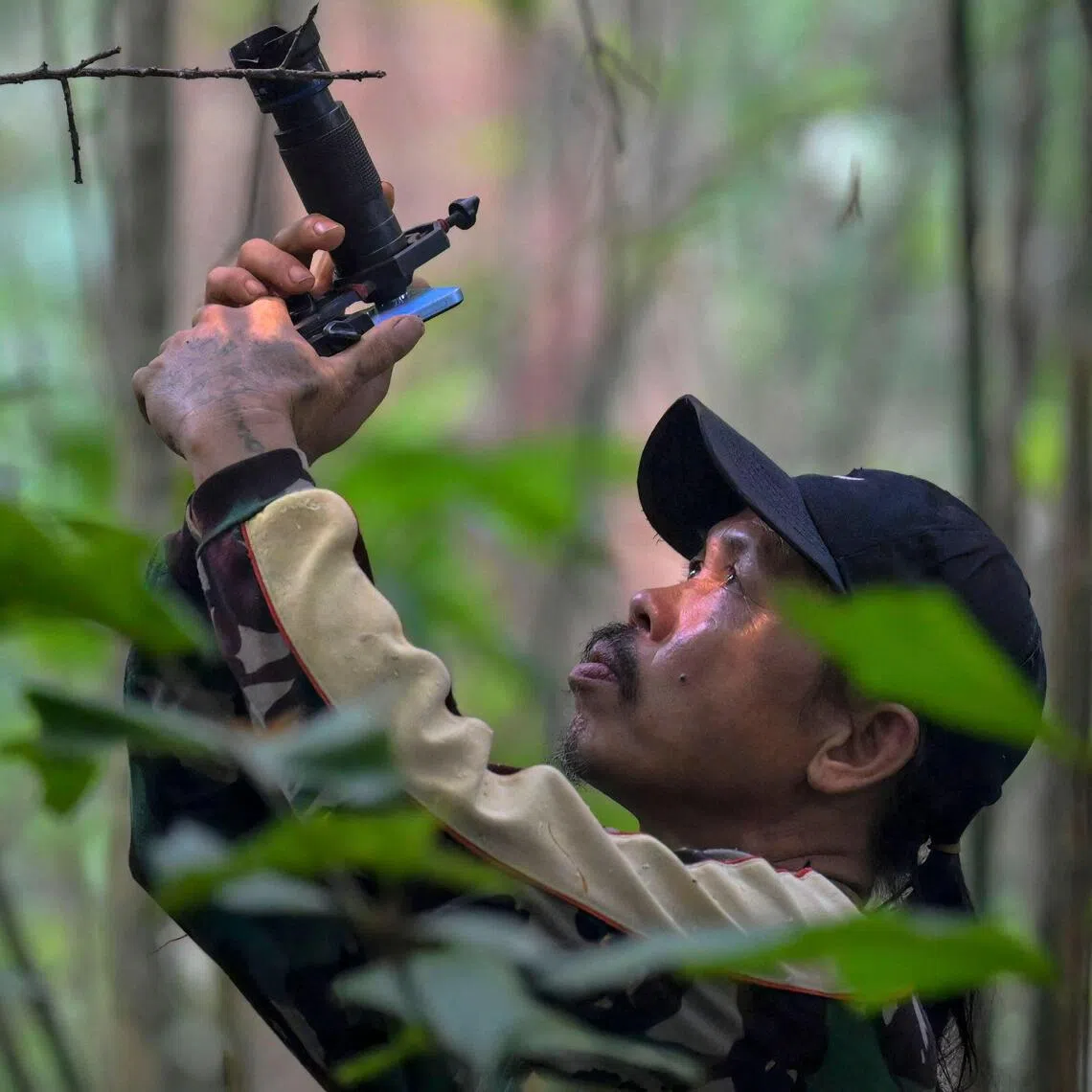 The daily photo hunt earns hundreds in Borneo cash as part of a conservation programme making animals worth more alive than dead.