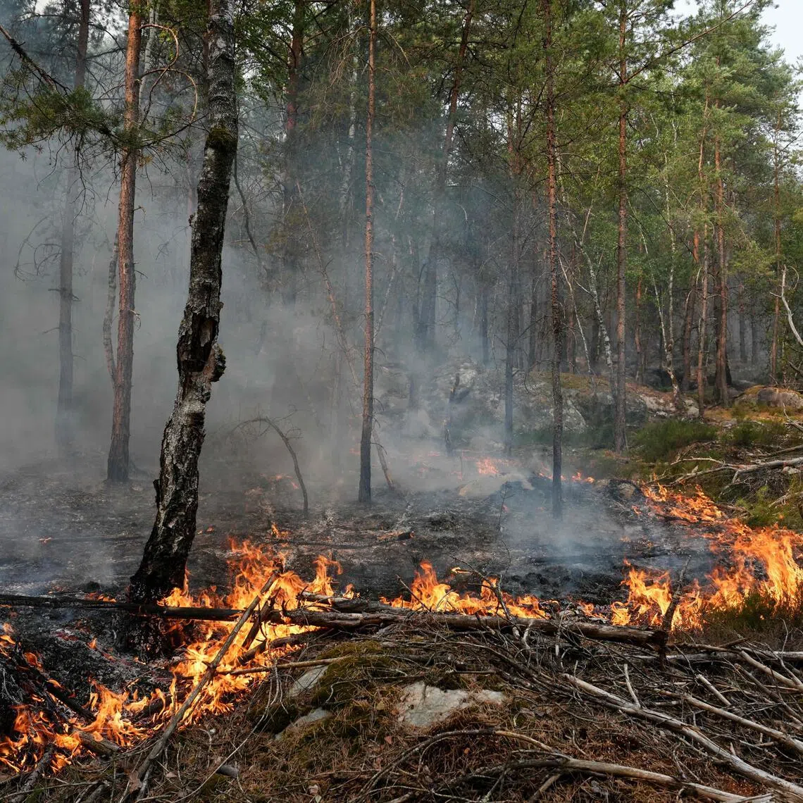 The fires that have been raging since July 12 afternoon in the Fontainebleau forest had spread across more than 1,900 hectares by July 14 morning.