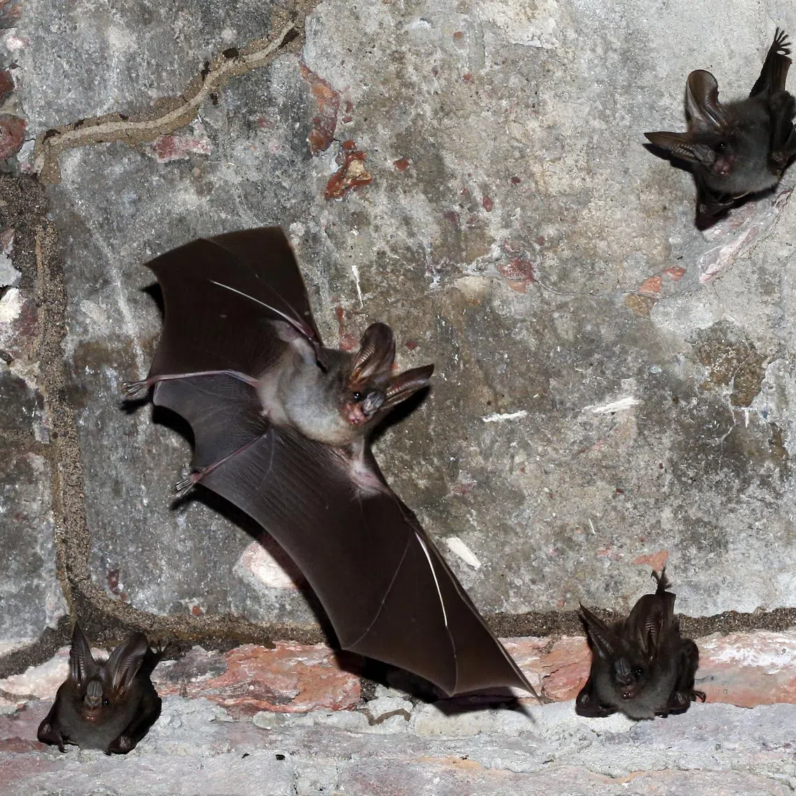 The risk of outbreaks of zoonotic diseases has been increasing in recent years.