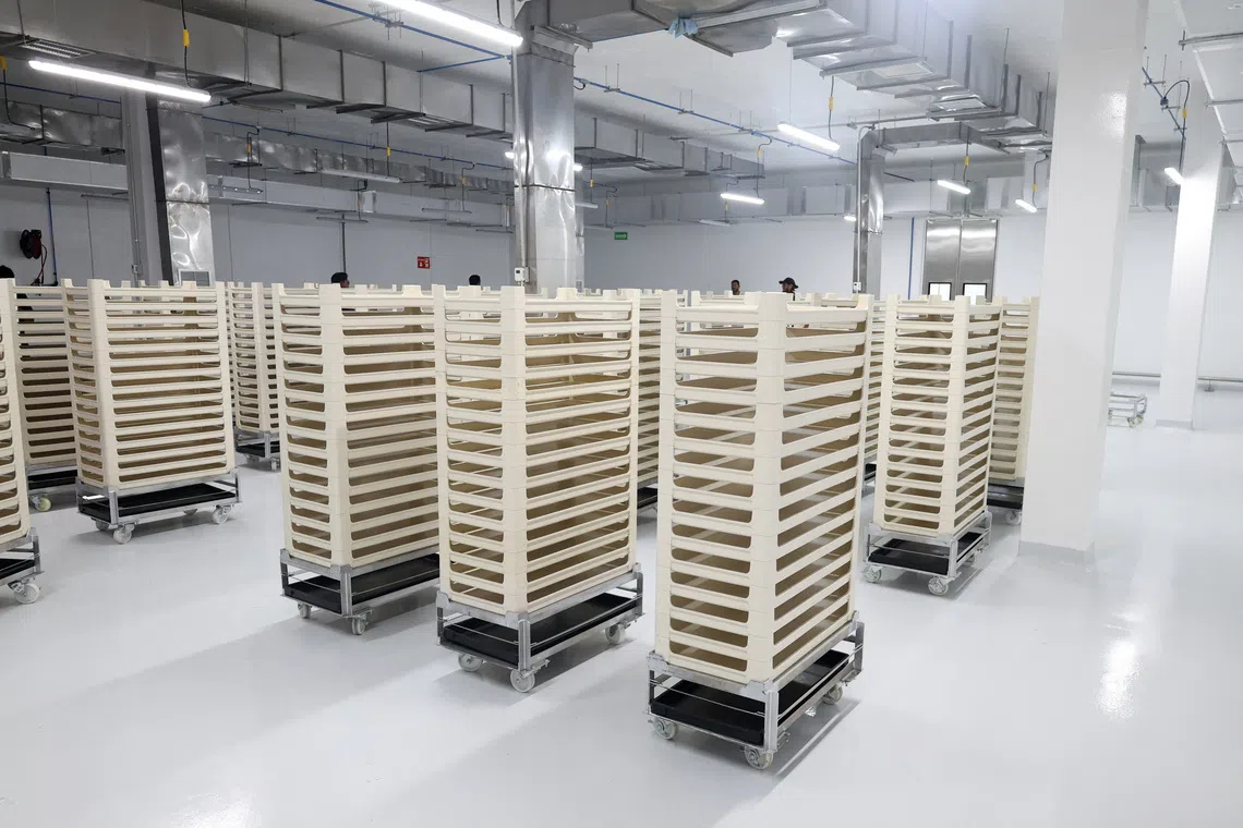 A view of the larval growth area during a media tour following the opening of a sterile fly production plant, a key step to contain the cross-border spread of the New World screwworm and its impact on cattle trade, in Metapa de Dominguez, Chiapas, Mexico, June 27, 2026. REUTERS/Damian Sanchez