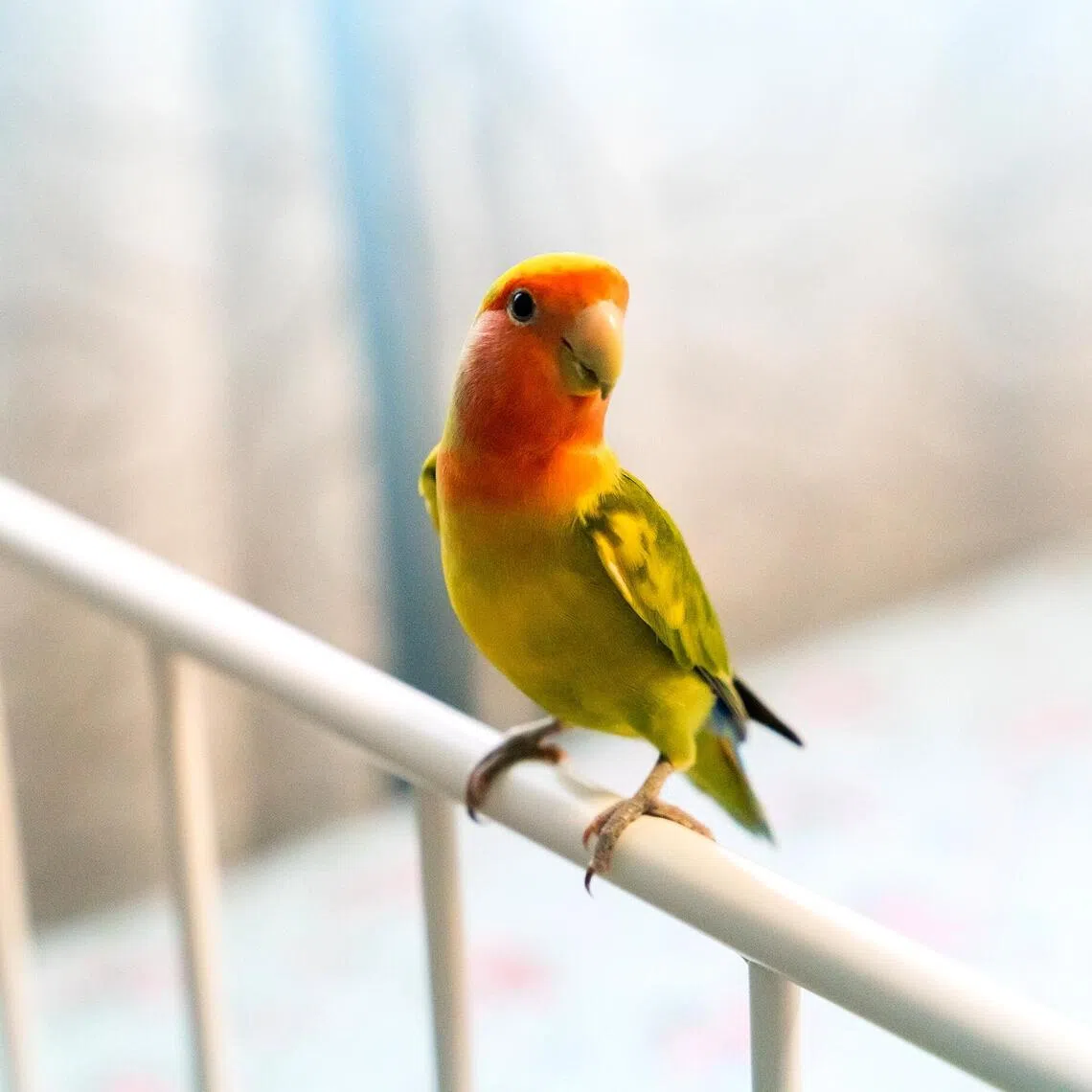 Think carefully before allowing a pet bird to free-fly outdoors, as disease can spread between pet and wild birds.