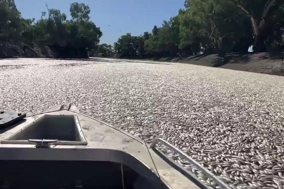 Dead fish clogging a river near the town of Menindee in New South Wales on March 17, 2023.