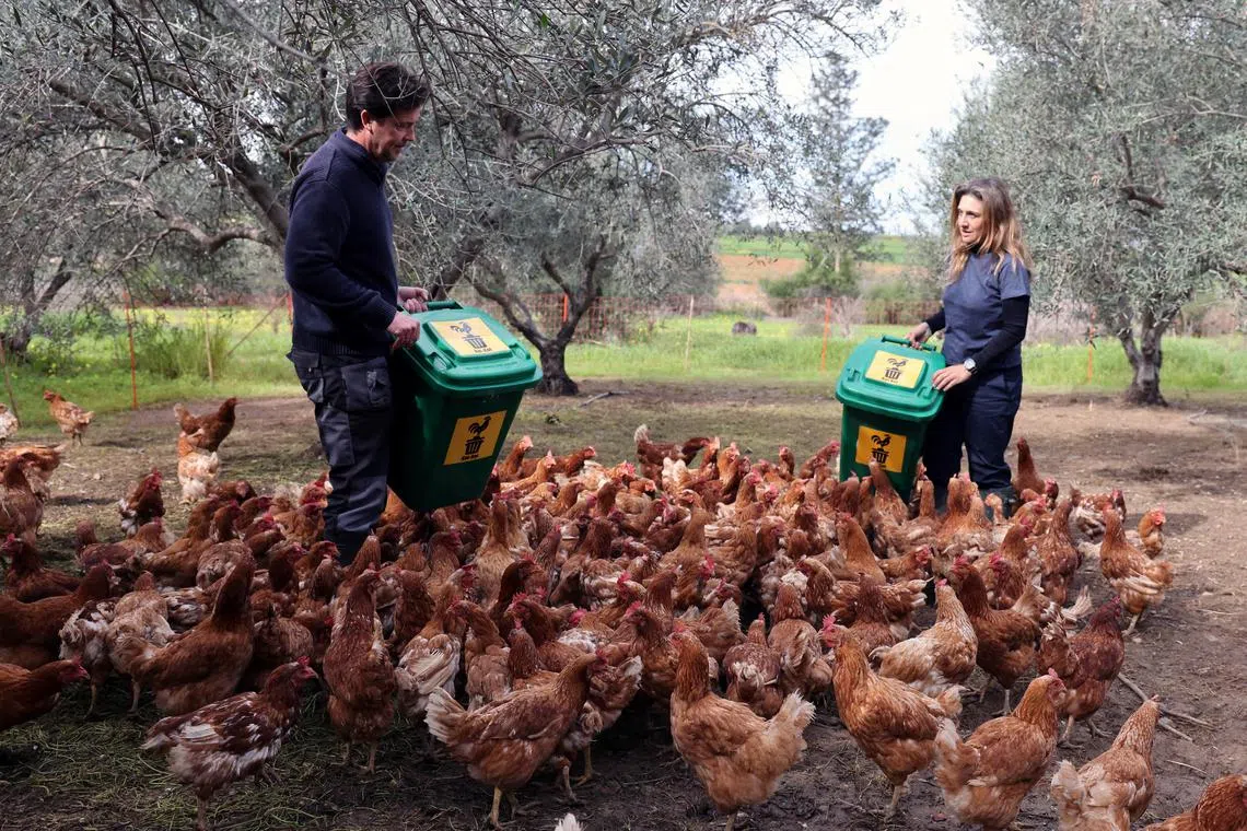 Retired hens revitalise Cyprus olive groves | The Straits Times