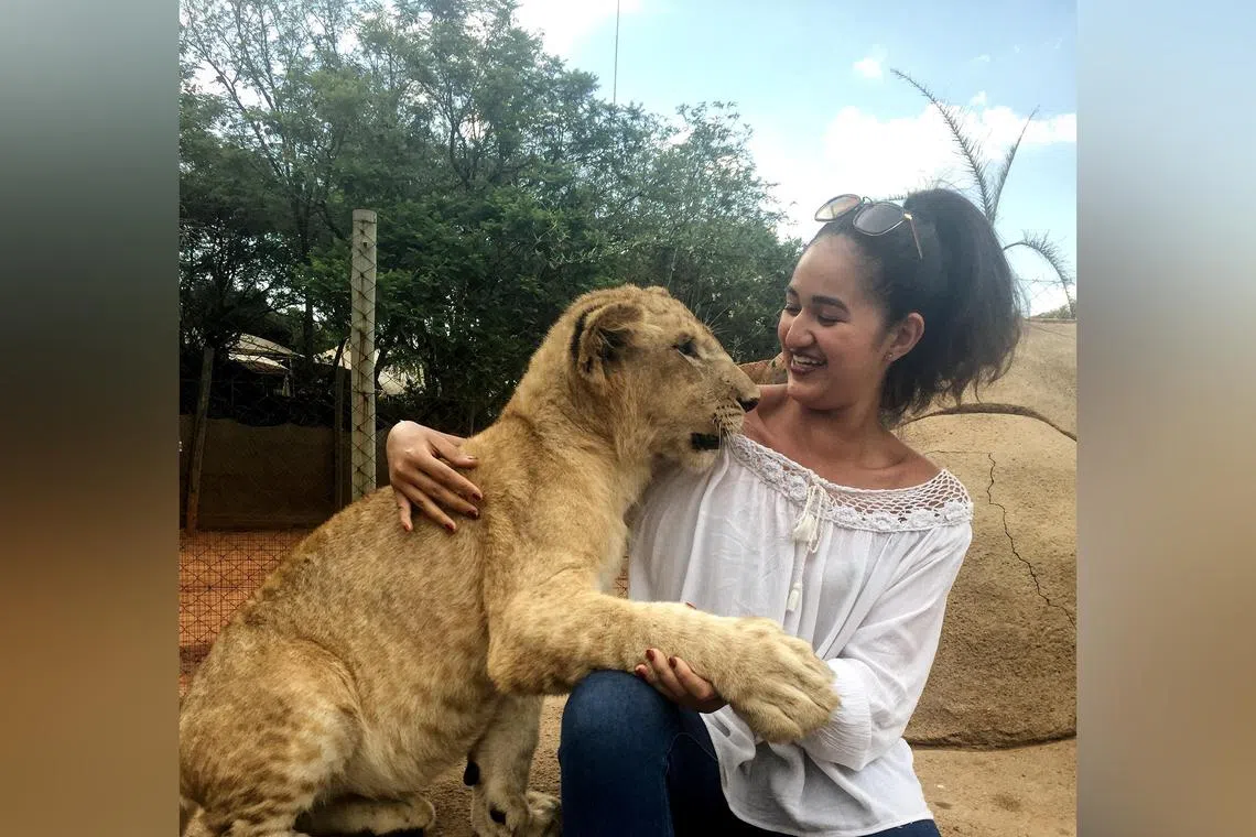 The writer visited a safari park in South Africa in 2016, and was allowed to pet lion cubs.