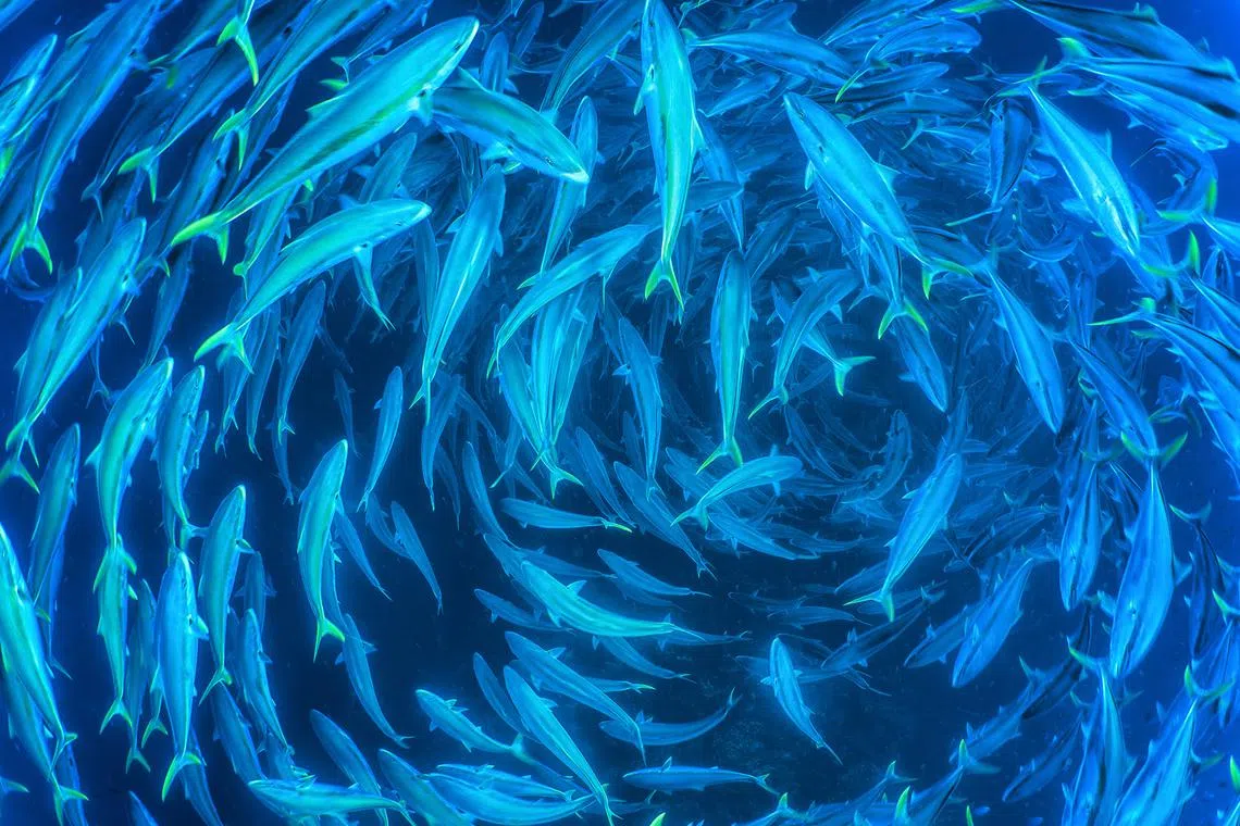 A swirl of majestic King Fish, known as Kahu in Aotearoa, where I made this photo, each measuring over two feet in length, forms beneath my fins as I ascend slowly from a dive in the Port Knights Islands.

Cristina "Mitty" Mittermeier, a visionary photographer, marine biologist, and avid conservationist, stands as a formidable force in the realm of environmental advocacy.

In 2014 she, alongside her partner Paul Nicklen, co-founded SeaLegacy, a non-profit organization dedicated to creating a healthy and abundant ocean through powerful storytelling and impactful visual media.

Through her lens, she conveys the delicate balance of natural ecosystems and the urgency to preserve these habitats that sustain a myriad of life. Her art, driven by a desire to make a difference, serves as a compelling call to action, illustrating the transformative power of photography in raising awareness and inspiring change.

Follow Mitty on Instagram @mitty.