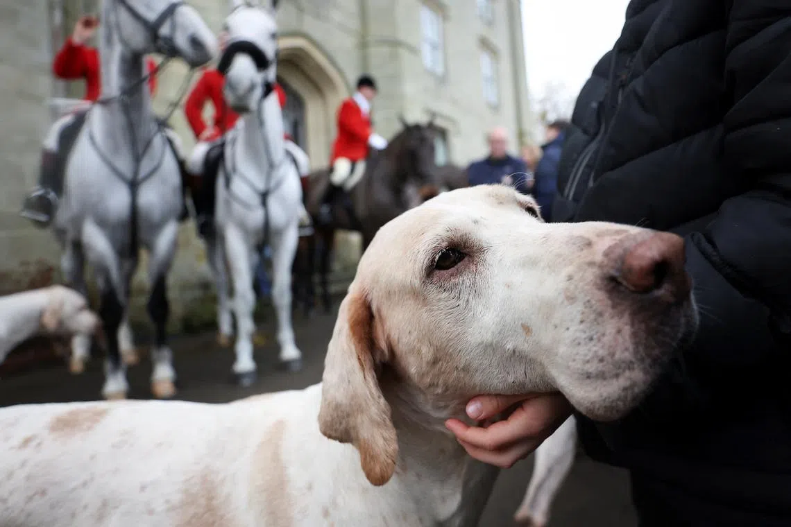 A child petting a hound, as members of the Old Surrey, Burstow and West Kent Hunt take part in the annual Boxing Day trail hunt, in Chiddingstone, Britain, Dec 26, 2023.
