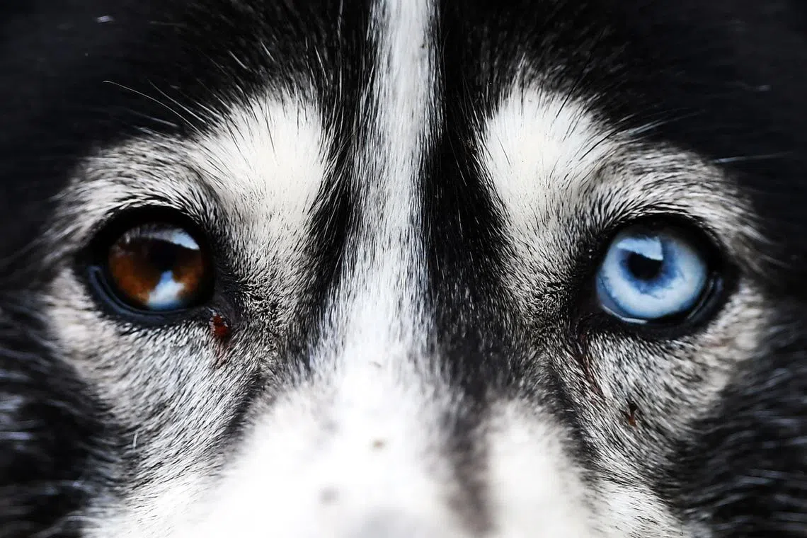 A Husky dog reacts as he takes part in a training session on forest tracks, ahead of the The Siberian Husky Club of Great Britain 39th Aviemore Sled Dog Rally near Feshiebridge, Cairngorm, Scotland, on Jan 26, 2023.