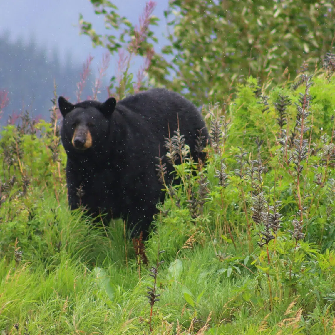 Black bears are now the healthiest of the world’s eight bear species, with between 17,000 and 20,000 in Colorado alone, according to state authorities.