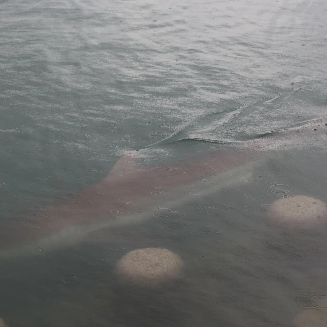 Local media said nearly 30,000 visitors came to the North Port from Sept 19 to Sept 20 to catch a glimpse of the shark.
