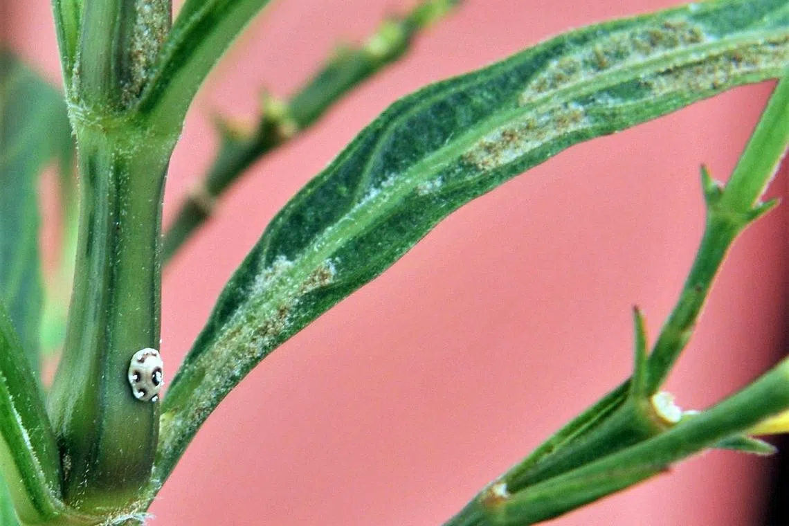 The Ruellia simplex may be infested with eriophyoid mites.