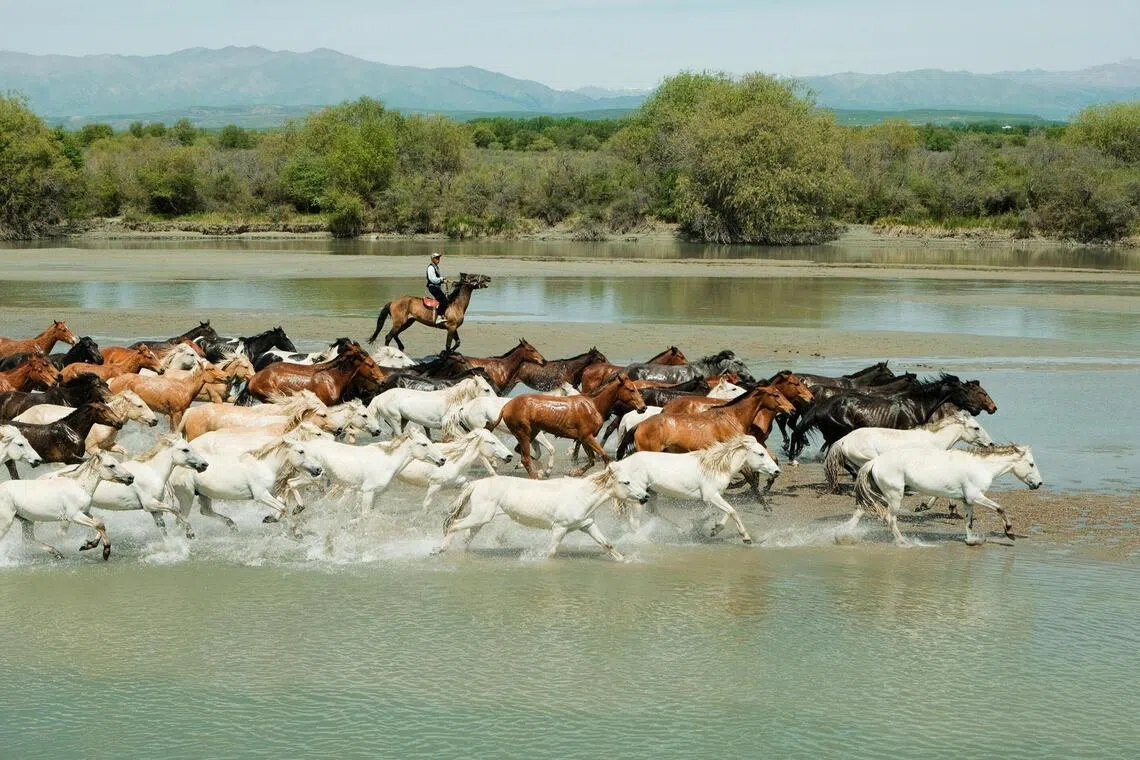 In Zhaosu, the Tian Ma Bathing in the River Show features horses racing through shallow water in a spectacle inspired by the region’s equestrian heritage.