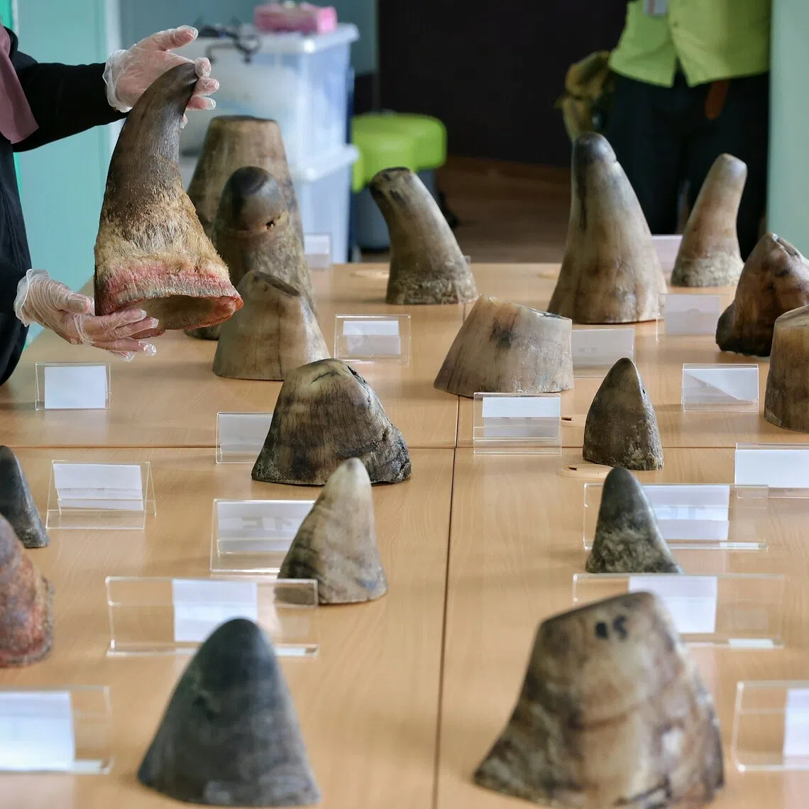 The horns came from the white rhinoceros (Ceratotherium simum), according to the National Parks Board’s (NParks) Centre for Wildlife Forensics. 