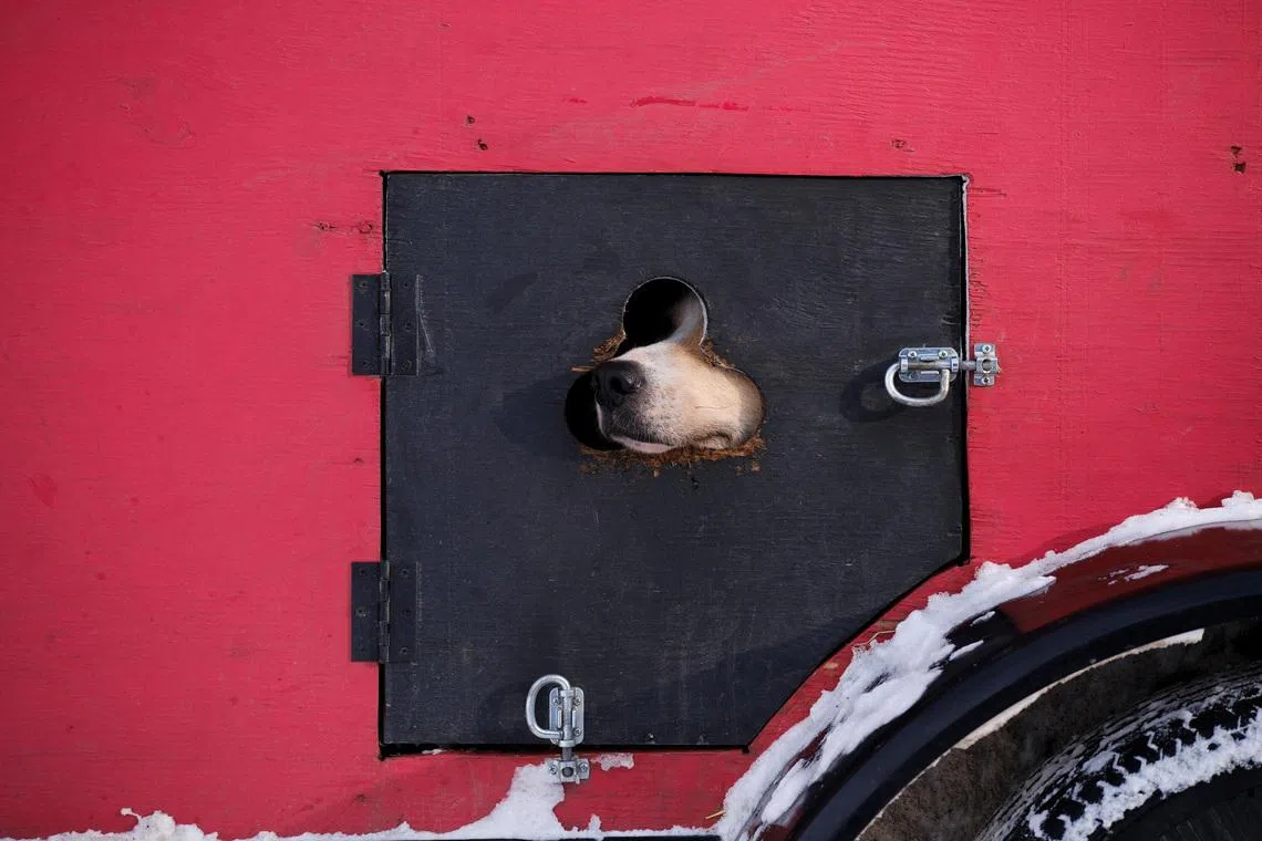 A sled dog from Josi Shelley’s team peeping out of an opening during the 54th Iditarod Trail Sled Dog Race in Willow, Alaska, U.S. on March 8, 2026. 