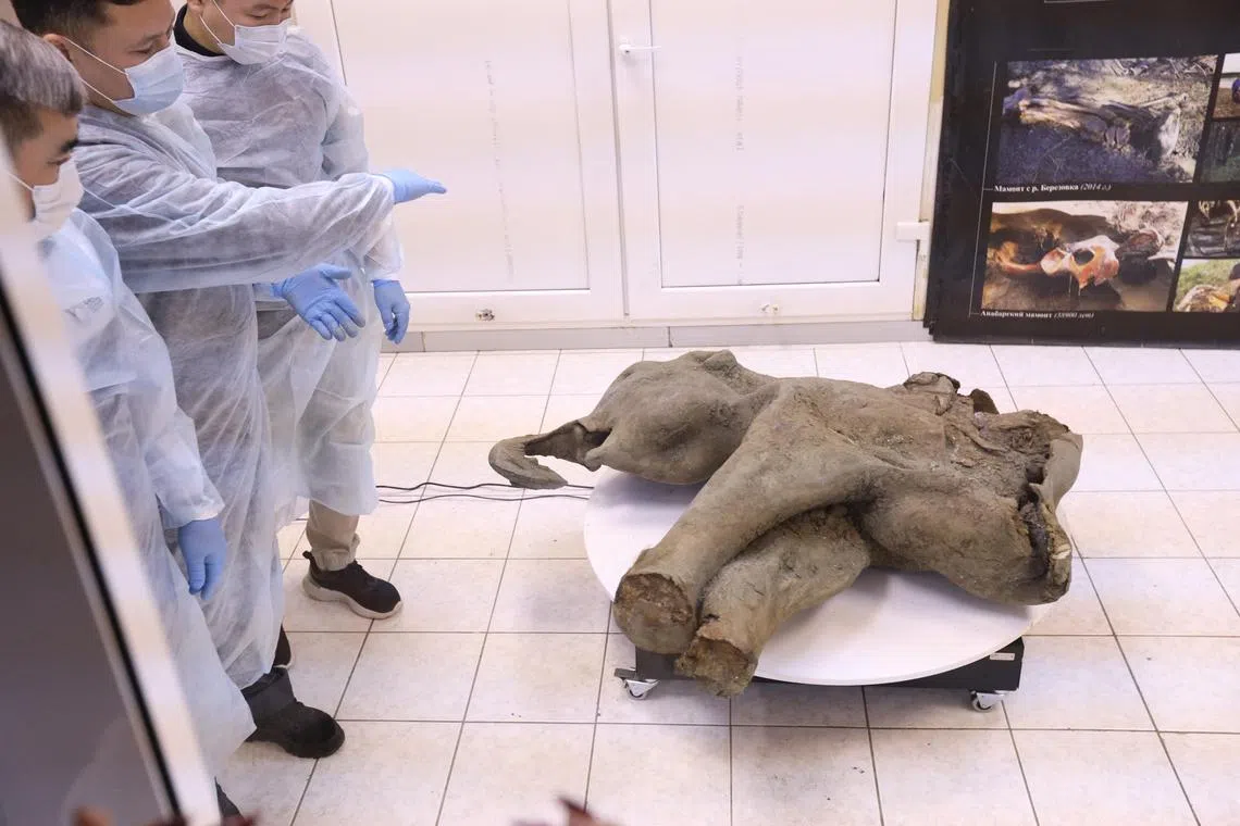 This handout picture taken and released by the North-Eastern Federal University on December 23, 2024, shows the carcass of a baby mammoth, which is estimated to be over 50,000 years old, during its presentation in Yakutsk. Russian scientists on December 23, 2024 showed off the remarkably well preserved remains of a baby mammoth found in the permafrost-covered region of Yakutia. The 50,000-year-old female mammoth has been nicknamed "Yana" after the river in whose basin it was discovered this summer. The remains weigh 180 kilograms (397 pounds) and are 120 centimetres (four feet) tall and 200 centimetres long. The carcass was dug up near the Batagaika research station where the remains of other prehistoric animals -- a horse, a bison and a lemming -- have also been found. (Photo by Michil Yakovlev / North-Eastern Federal University in Yakutsk / AFP) / RESTRICTED TO EDITORIAL USE - MANDATORY CREDIT "AFP PHOTO / North-Eastern Federal University in Yakutsk / Michil Yakovlev" - NO MARKETING NO ADVERTISING CAMPAIGNS - DISTRIBUTED AS A SERVICE TO CLIENTS