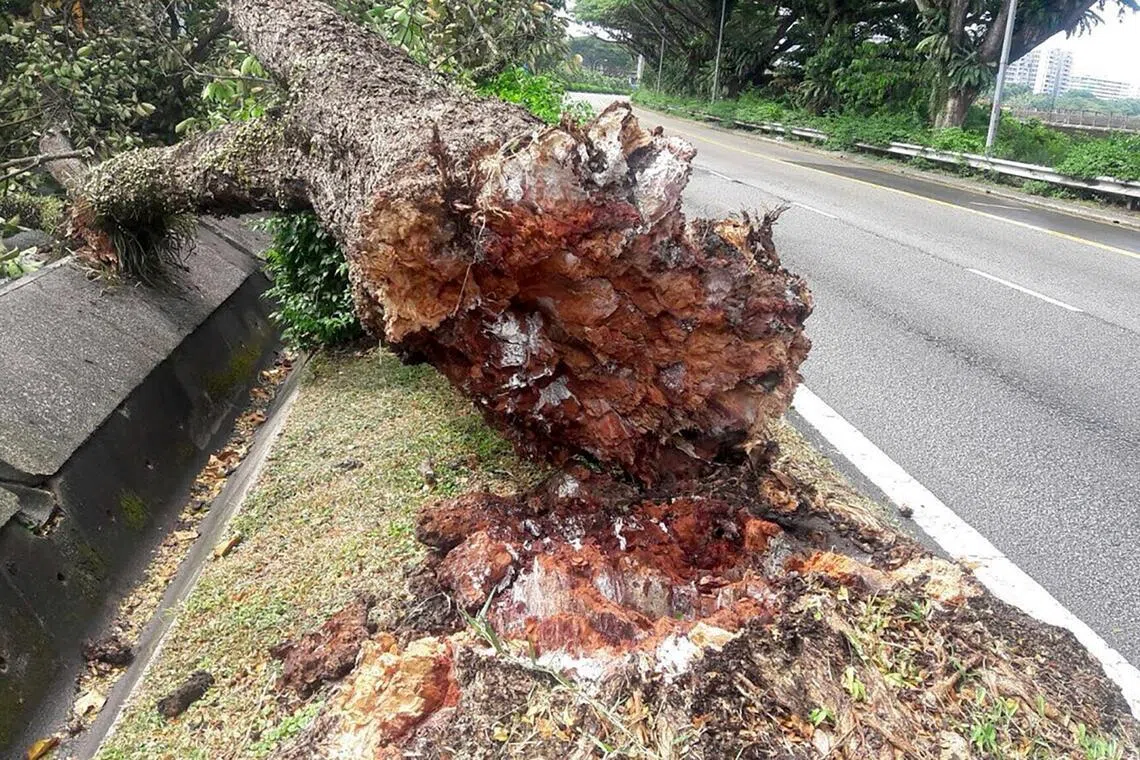 The Sea Apple coastal tree was planted along roadsides in Singapore as it was able to tolerate the harsh urban conditions and provide shade.