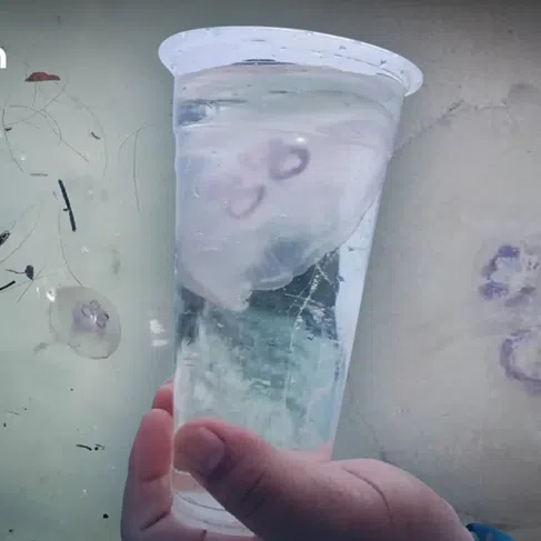 Officials stressed that contact can still trigger red rashes and skin irritation, particularly in people who are more sensitive to the sting.