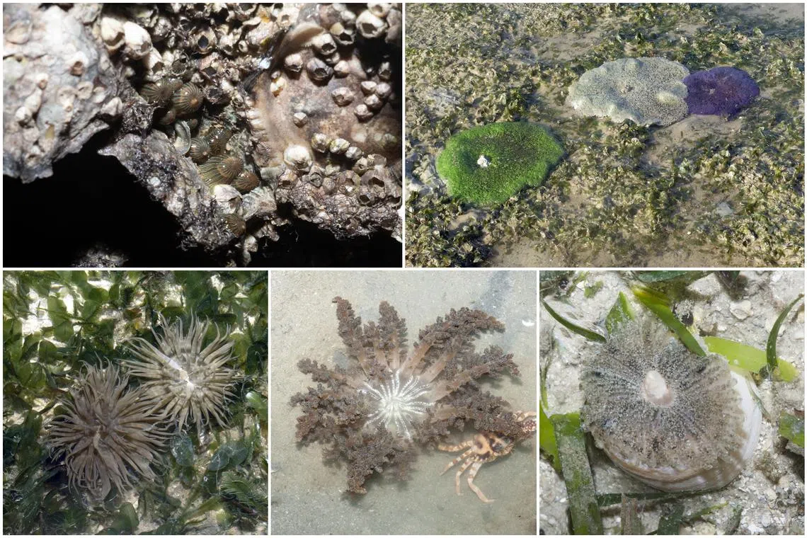 The Straits Times looks at five fascinating anemones found in Singapore waters.