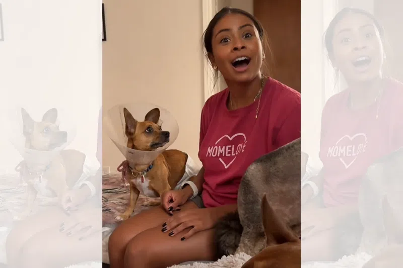 This TikTok screenshot shows the moment Ms Monica Matute realised her Chihuahua Nacho speaks Spanish instead of English.
