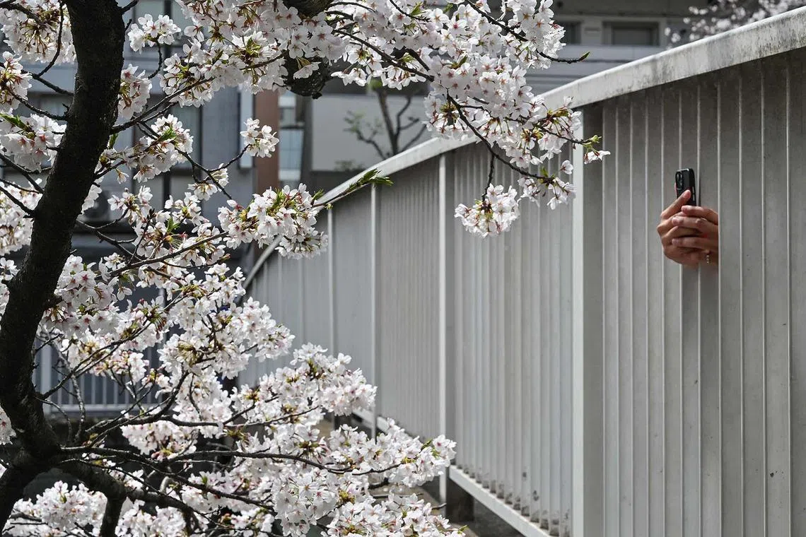 A visitor taking photos of blooming cherry blossoms through the fence of a pedestrian bridge over the Kanda river in central Tokyo on April 7, 2024. 