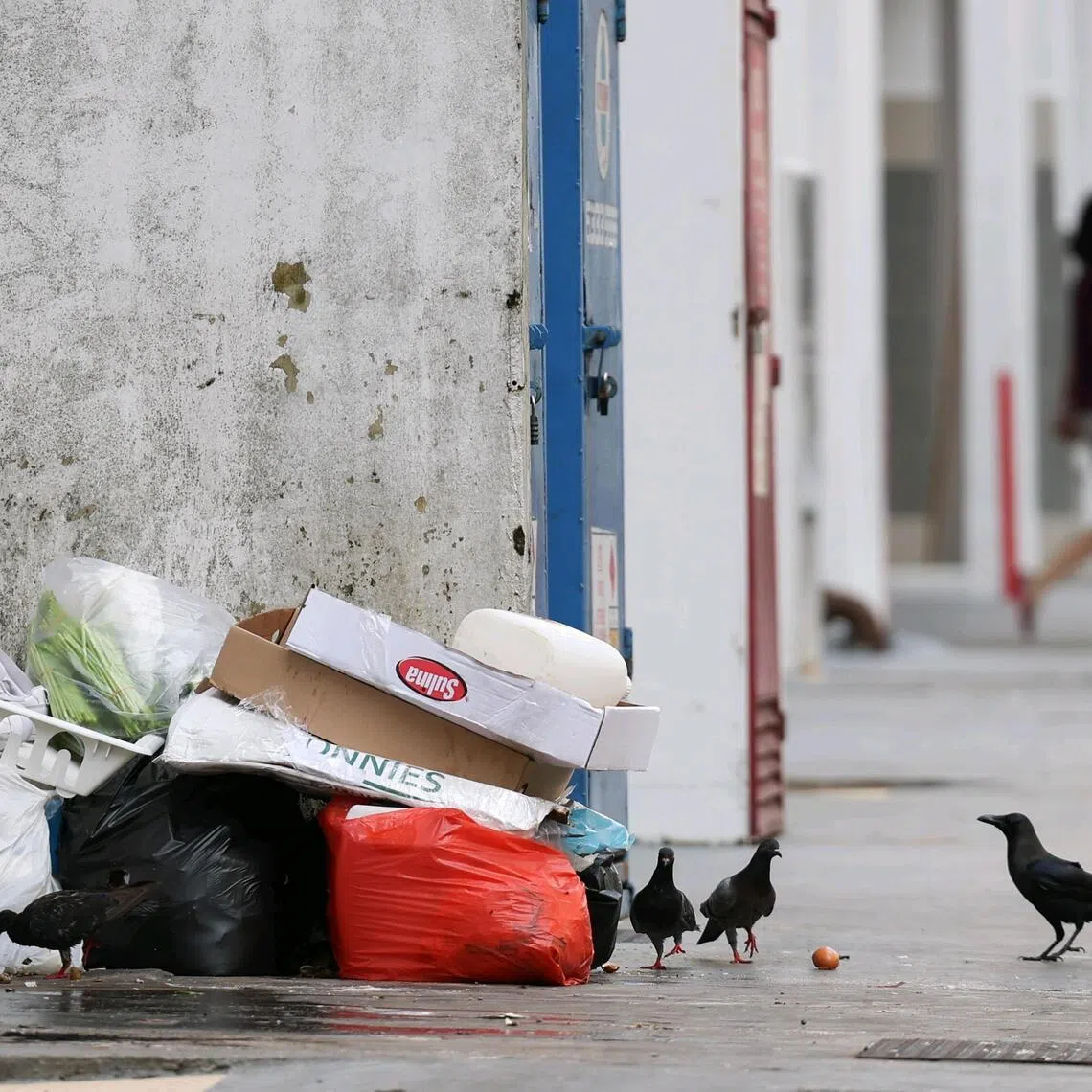 A major part of tackling rats involves removing their food source.