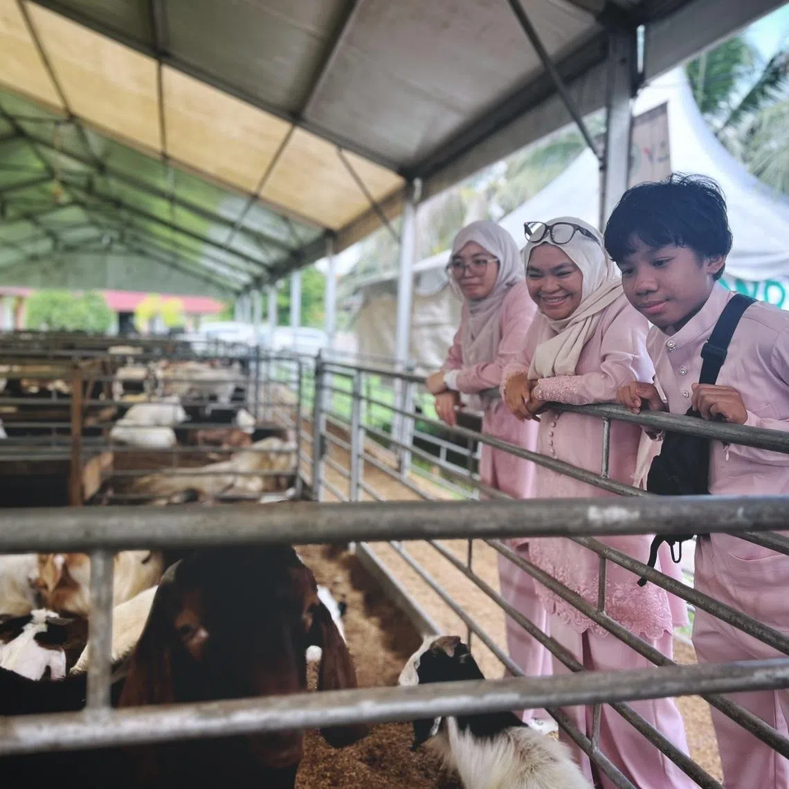 Singaporean korban participant Mdm Rozana Abdul Rahman (centre) and her two children checking out goats at Osman Goat Farm, in Johor Bahru, on May 27.