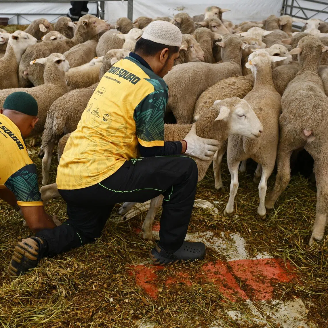 Staff at Pertapis Halfway House in Geylang preparing sheep for korban on May 27. 