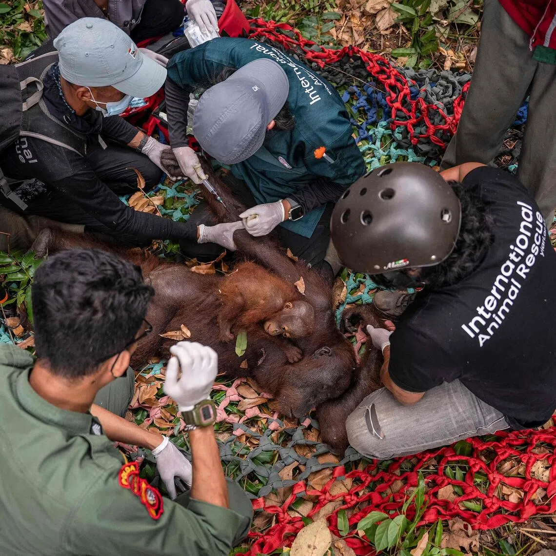 Authorities decided to evacuate an orangutan mother and her baby to a rescue centre as fire spread near their habitat.