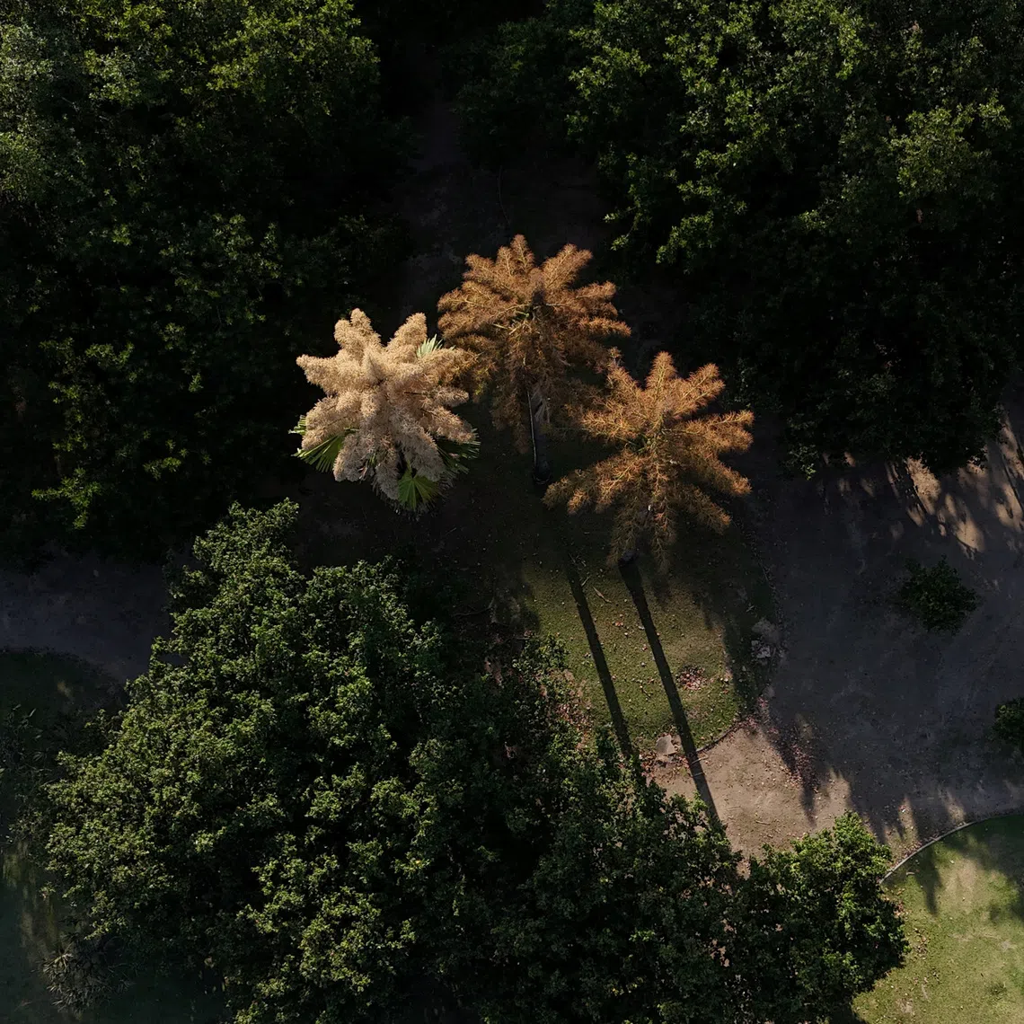 A drone view shows Talipot palms (Corypha umbraculifera), a species native to southern India and Sri Lanka, blooming for the first time in about 50 years and flowering only once in its lifetime, at the Aterro do Flamengo park in Rio de Janeiro, Brazil November 28, 2025. REUTERS/Pilar Olivares
