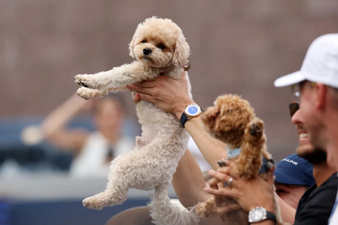 Players find comfort and companionship with canines on tour