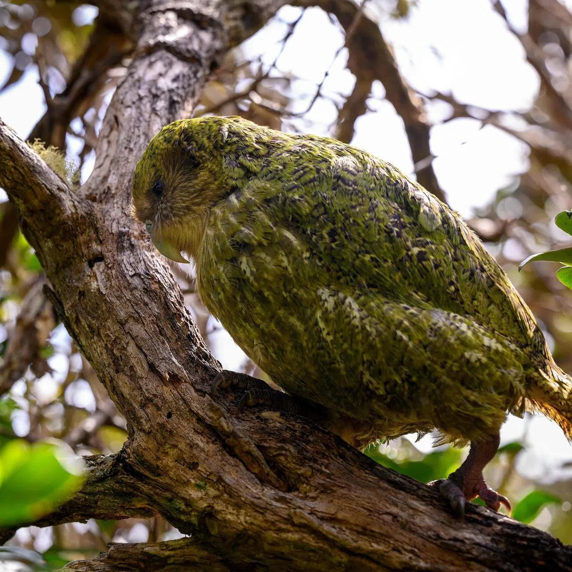 This mating season is the 13th in the past 30 years, with the bird breeding every two to four years.