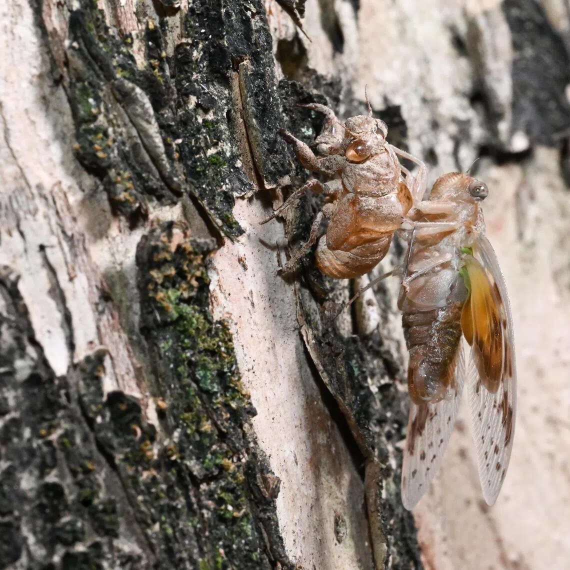Deployed across 18 Housing Board blocks, the traps were used to attract cicadas which had moulted and were supplemented by the capture of the insects at the affected blocks.