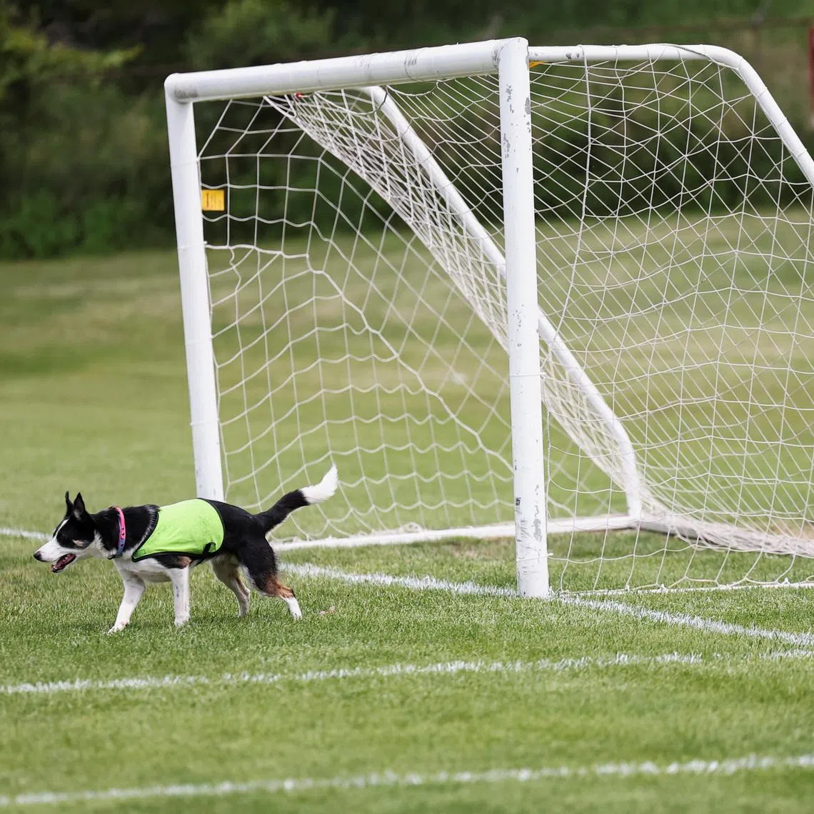 Sally, 2.5 years old, one of two border collies hired to keep Canada geese off a FIFA World Cup training pitch, stands at a goal post at a soccer field at the Centennial Park in Toronto, Canada, June 24, 2026. REUTERS/Thomas Mukoya