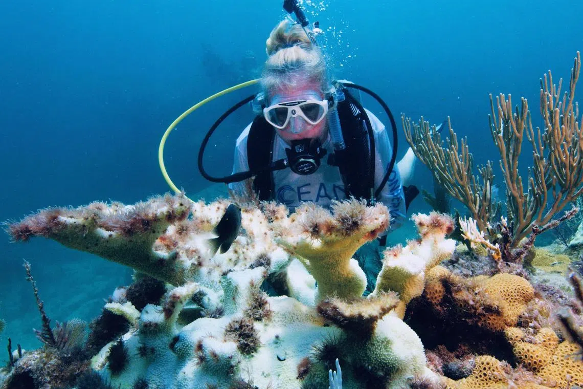 Jennifer Pollom of Ocean Conservation Foundation and Rainbow Reef Dive Centre examining bleached coral covered with algae, off Key Largo, Florida, on Sept 7.