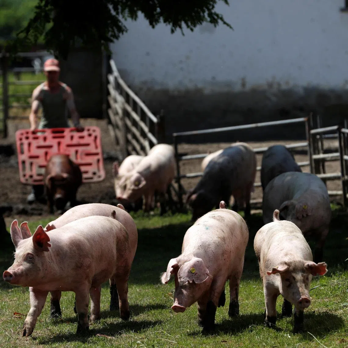 Pigs are seen on a pig farm in Rabacsecseny, Hungary, May 31, 2018.  REUTERS/Bernadett Szabo