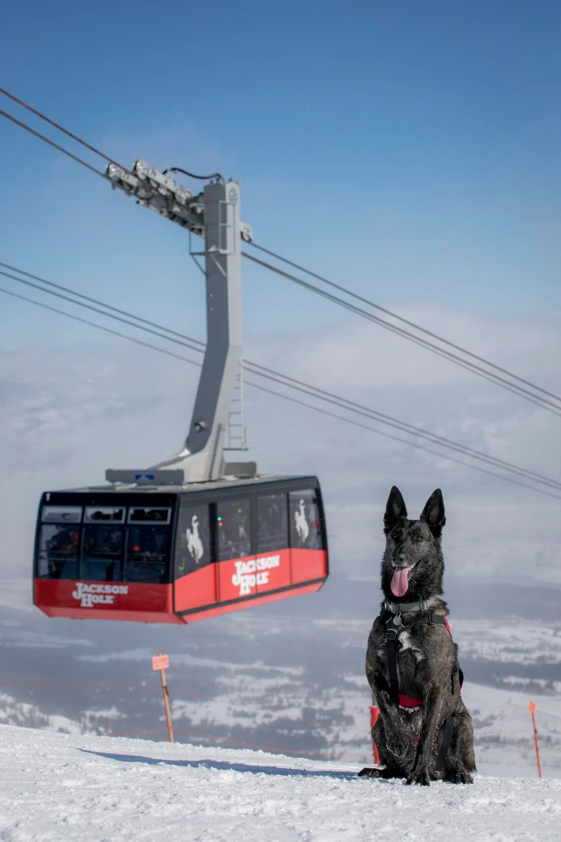 Dogs like Cache, a six-year-old Dutch shepherd, play an essential role when an avalanche strikes.