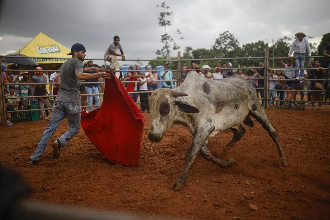 A man fightong a bull during a bullfight at the folkloric festival in La Chorrera, Panama, on June 8, 2025.  
